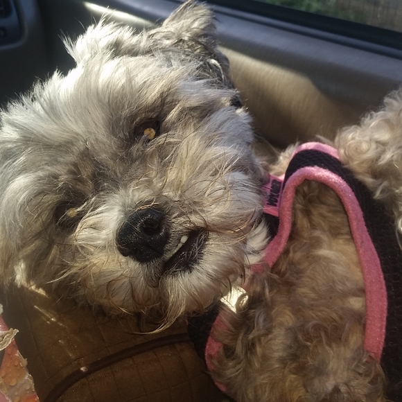 Meet your Posher, A. - Picture 3 of 6